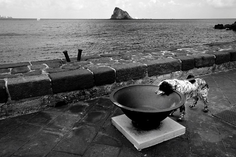 241 - dog's curiosity - BORMIOLI Aurelio - italy.jpg
